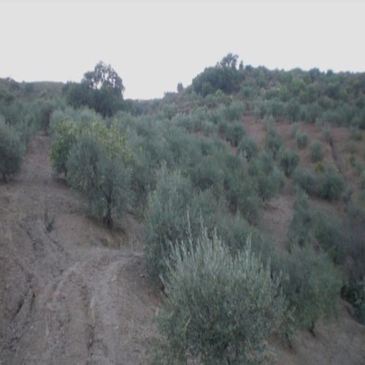 Propiedad 8