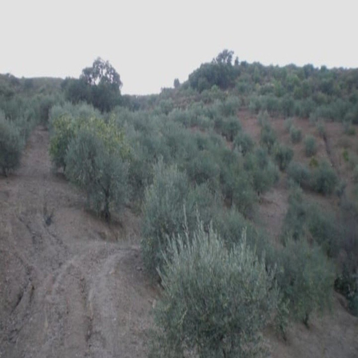 Propiedad 10